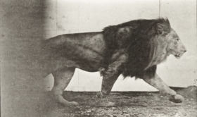 Plate 722 Lion walking — figure reference